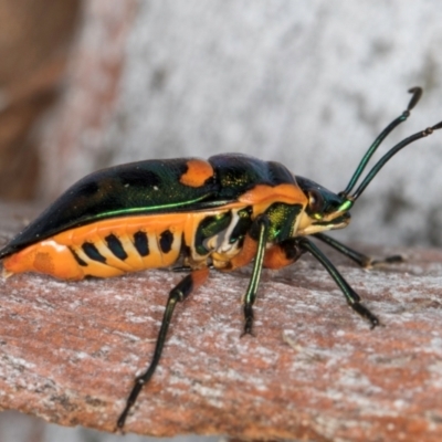 Scutiphora pedicellata (Metallic Jewel Bug) at Melba, ACT - 21 Aug 2024 by kasiaaus