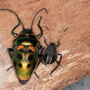 Scutiphora pedicellata at Melba, ACT - 21 Aug 2024