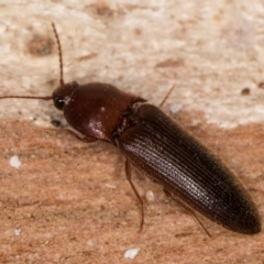 Elateridae sp. (family) (Unidentified click beetle) at Melba, ACT - 21 Aug 2024 by kasiaaus