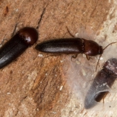 Elateridae sp. (family) at Melba, ACT - 21 Aug 2024