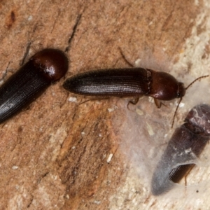 Elateridae sp. (family) at Melba, ACT - 21 Aug 2024