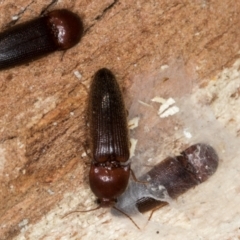 Elateridae sp. (family) at Melba, ACT - 21 Aug 2024