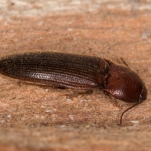 Elateridae sp. (family) at Melba, ACT - 21 Aug 2024