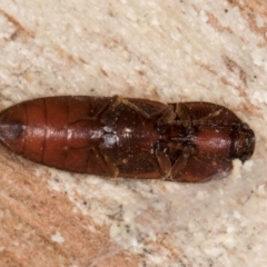 Elateridae sp. (family) at Melba, ACT - 21 Aug 2024