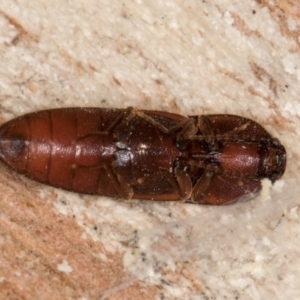 Elateridae sp. (family) at Melba, ACT - 21 Aug 2024