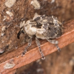 Gerynassa nodulosa at Melba, ACT - 21 Aug 2024