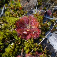 Drosera spatulata (Common Sundew) at Tianjara, NSW - 21 Aug 2024 by RobG1