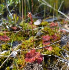 Drosera spatulata at Tianjara, NSW - 21 Aug 2024