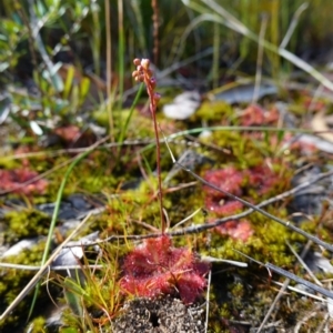 Drosera spatulata at Tianjara, NSW - 21 Aug 2024