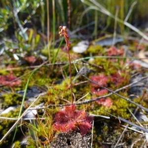 Drosera spatulata at Tianjara, NSW - 21 Aug 2024 10:54 AM