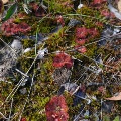 Drosera spatulata at Tianjara, NSW - 21 Aug 2024