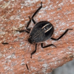 Theseus modestus (Gum tree shield bug) at Melba, ACT - 21 Aug 2024 by kasiaaus