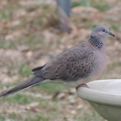 Spilopelia chinensis (Spotted Dove) at Conder, ACT - 4 May 2024 by MichaelBedingfield