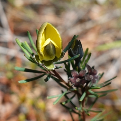 Gompholobium glabratum (Dainty Wedge Pea) at Tianjara, NSW - 21 Aug 2024 by RobG1