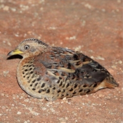 Turnix maculosus (Red-backed Buttonquail) at Cooktown, QLD - 5 Nov 2022 by MichaelBedingfield