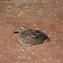 Turnix maculosus at Cooktown, QLD - 5 Nov 2022