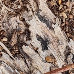 Papyrius sp. (genus) (A Coconut Ant) at Isaacs, ACT - 22 Aug 2024 by Mike