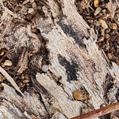 Papyrius sp. (genus) (A Coconut Ant) at Isaacs, ACT - 22 Aug 2024 by Mike