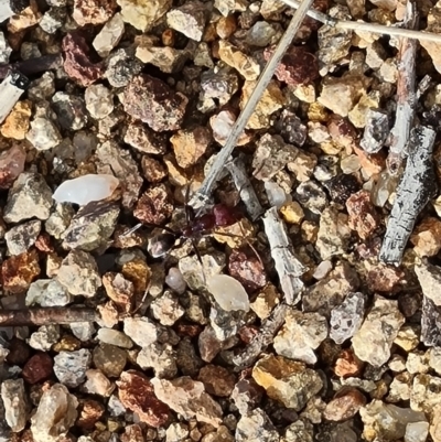 Iridomyrmex purpureus (Meat Ant) at Isaacs, ACT - 22 Aug 2024 by Mike