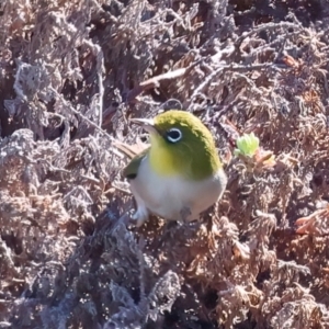 Zosterops lateralis at Meru, WA - 18 Apr 2024