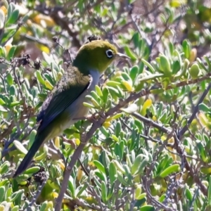 Zosterops lateralis at Meru, WA - 18 Apr 2024