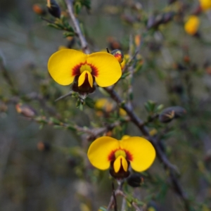 Dillwynia ramosissima at Tianjara, NSW - 21 Aug 2024 11:11 AM