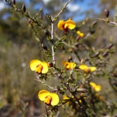 Dillwynia ramosissima at Tianjara, NSW - 21 Aug 2024