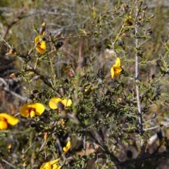 Dillwynia ramosissima at Tianjara, NSW - 21 Aug 2024