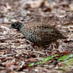 Turnix melanogaster (Black-breasted Buttonquail) at Inskip, QLD - 9 May 2010 by MichaelBedingfield