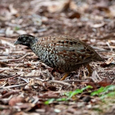 Turnix melanogaster (Black-breasted Buttonquail) at Inskip, QLD - 9 May 2010 by MichaelBedingfield