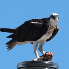 Pandion haliaetus (Osprey) at Meru, WA - 18 Apr 2024 by jb2602