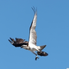 Pandion haliaetus at Meru, WA - suppressed