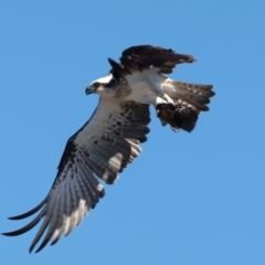 Pandion haliaetus at Meru, WA - suppressed