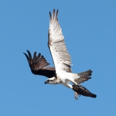 Pandion haliaetus at Meru, WA - 18 Apr 2024