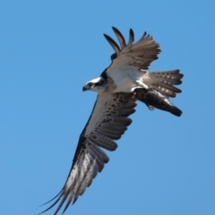 Pandion haliaetus at Meru, WA - 18 Apr 2024