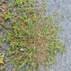 Trifolium dubium (Yellow Suckling Clover) at Isaacs, ACT - 22 Aug 2024 by Mike