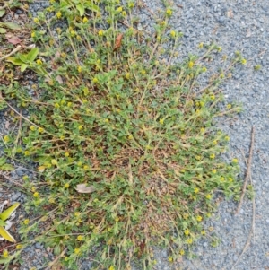 Trifolium dubium at Isaacs, ACT - 22 Aug 2024 11:30 AM