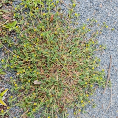 Trifolium dubium (Yellow Suckling Clover) at Isaacs, ACT - 22 Aug 2024 by Mike