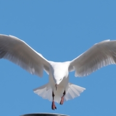 Chroicocephalus novaehollandiae (Silver Gull) at Meru, WA - 18 Apr 2024 by jb2602