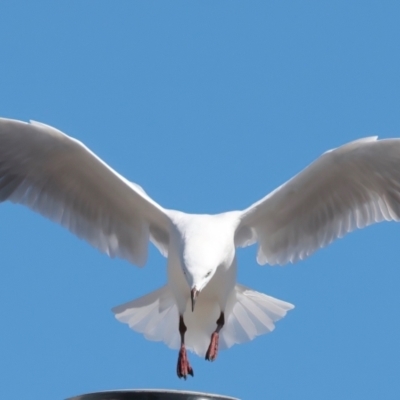 Chroicocephalus novaehollandiae (Silver Gull) at Meru, WA - 18 Apr 2024 by jb2602