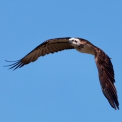 Pandion haliaetus (Osprey) at Meru, WA - 18 Apr 2024 by jb2602