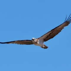 Pandion haliaetus at Meru, WA - suppressed