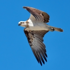 Pandion haliaetus at Meru, WA - suppressed