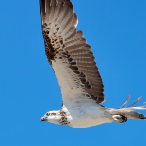 Pandion haliaetus at Meru, WA - suppressed