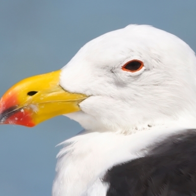 Larus pacificus (Pacific Gull) at Meru, WA - 18 Apr 2024 by jb2602