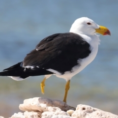 Larus pacificus at Meru, WA - 18 Apr 2024