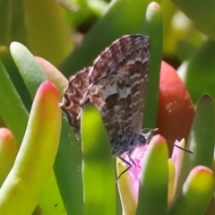 Unverified Blue or Copper (Lycaenidae) at Houtman Abrolhos, WA - 18 Apr 2024 by jb2602