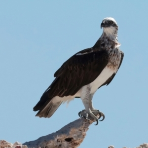 Pandion haliaetus at Houtman Abrolhos, WA - suppressed