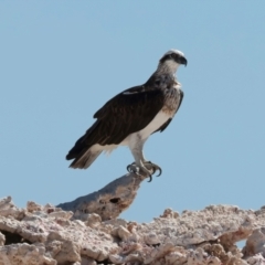 Pandion haliaetus at Houtman Abrolhos, WA - suppressed