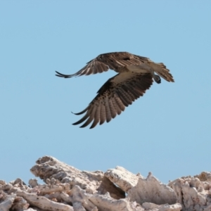 Pandion haliaetus at Houtman Abrolhos, WA - suppressed